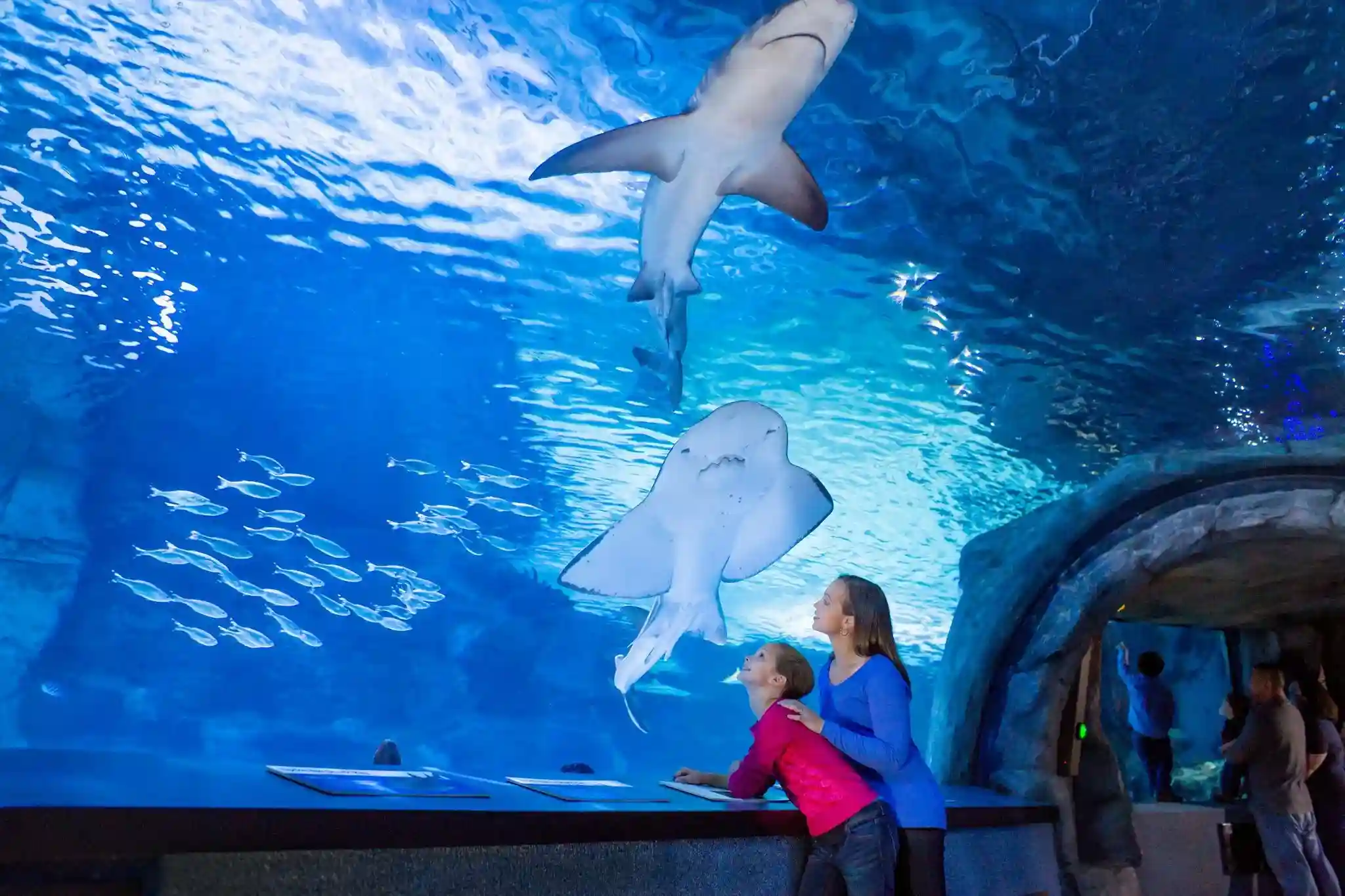Dubai Mall Aquarium & Underwater Zoo + Wild Wadi Park