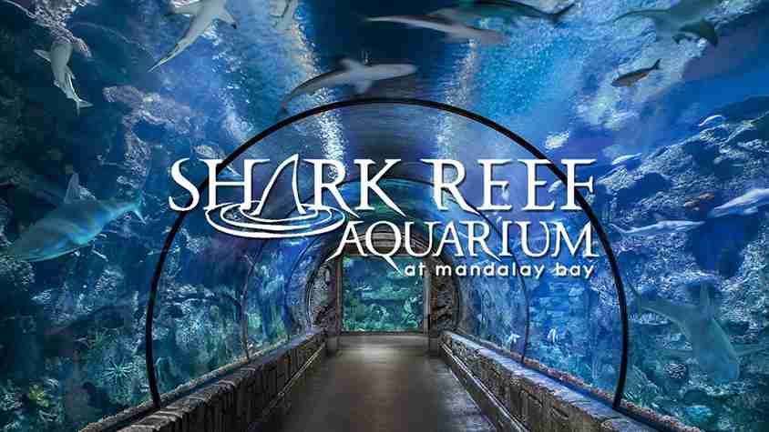 Shark Reef Aquarium